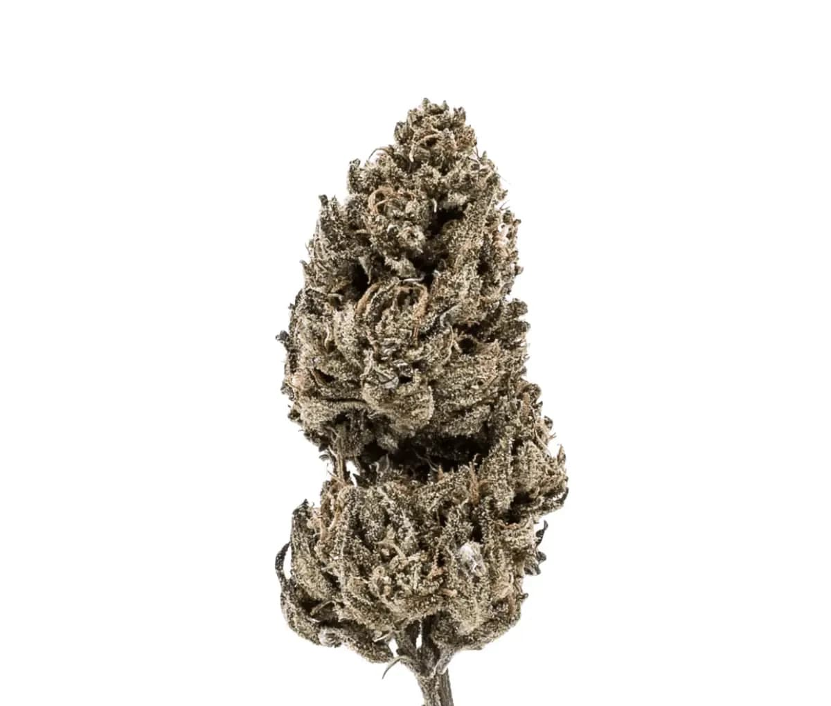 Good Supply Cannabisblüten THC25 MRG - Meringue 64